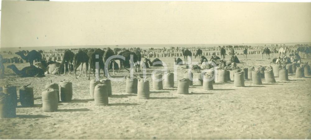 Fotografia d epoca originale 1931 GIALO LIBIA Indigeni preparano rifornimenti per cammelli Fotografia 1