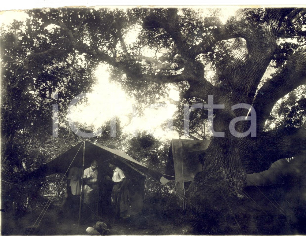 Fotografia d epoca originale 1940 ca AOI Medio BUBASCI SOMALIA L albero dei sultani dei Mohamed ZUBER Foto 1