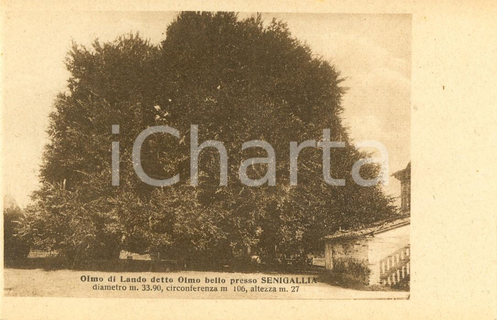 Cartolina originale da collezione 1915 ca SENIGALLIA (AN) Olmo di LANDO detto Olmo BELLO *Cartolina postale FP NV 1
