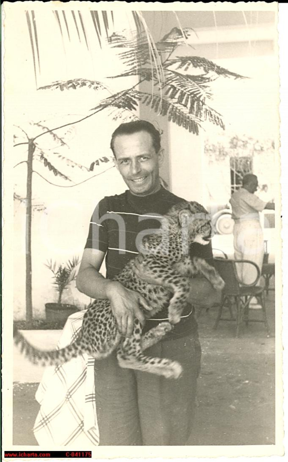 Fotografia d'epoca originale 1939 Uomo con cucciolo di ghepardo Fotografia BELLA 1