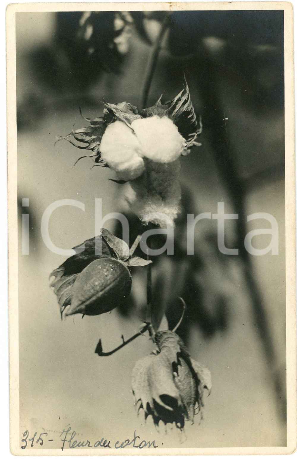1930 ca CONGO BELGE KATANGA Fleur de coton *Photo L. GABRIEL n° 315 Fotografia originale d'epoca, con timbro del fotografo al verso.FOTOGRAFO: L&eacute;opold Gabriel - Panda - Katanga  GOOD/buono ma piccole abrasioni al verso Formato: 9x14 cm originale e autentica 1
