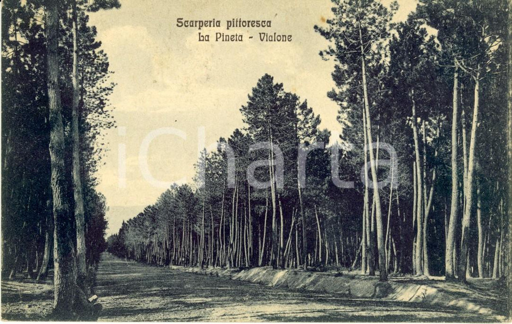 Cartolina originale da collezione 1932 SCARPERIA FI Vialone all interno della pineta Cartolina postale FP VG 1