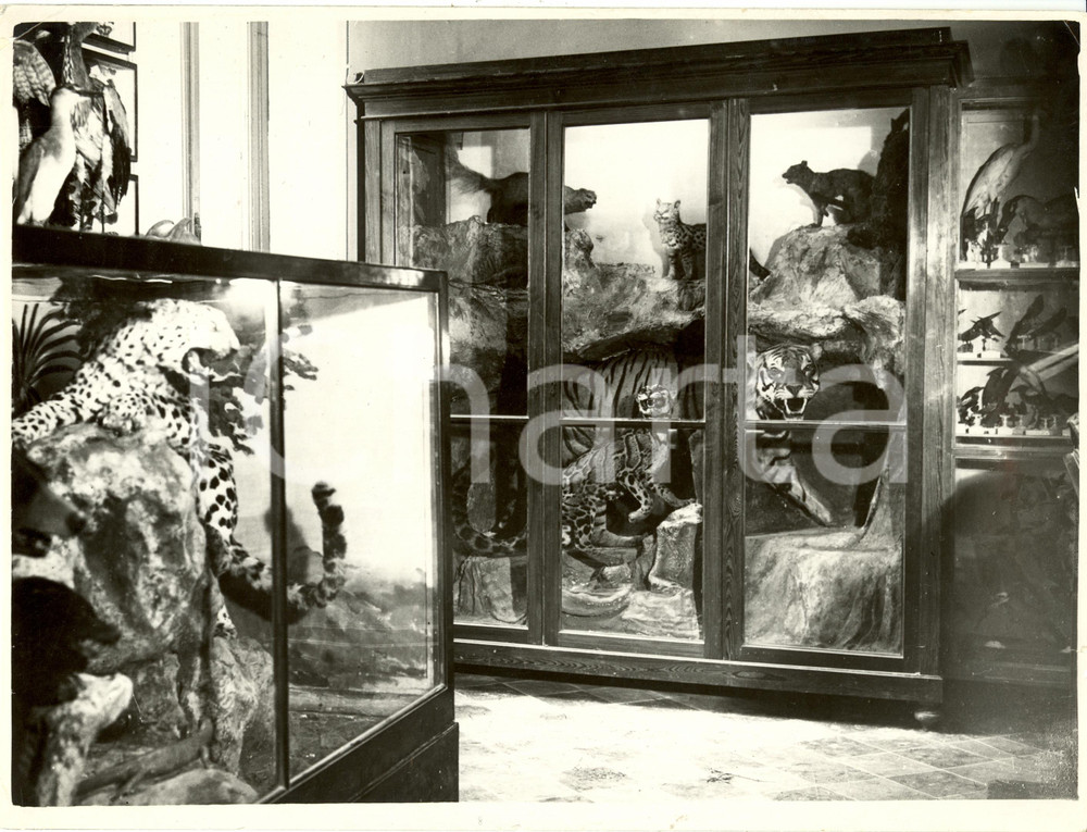 Fotografia d epoca originale 1936 MILANO Tigri e uccelli imbalsamati  Museo Casa MISSIONARI PIME Fotografia 1