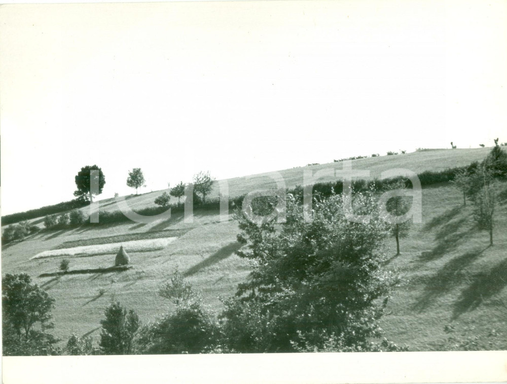 Fotografia d epoca originale 1950 ca IL CAIRO EGITTO Collinette con coltivazioni Fotografia 1