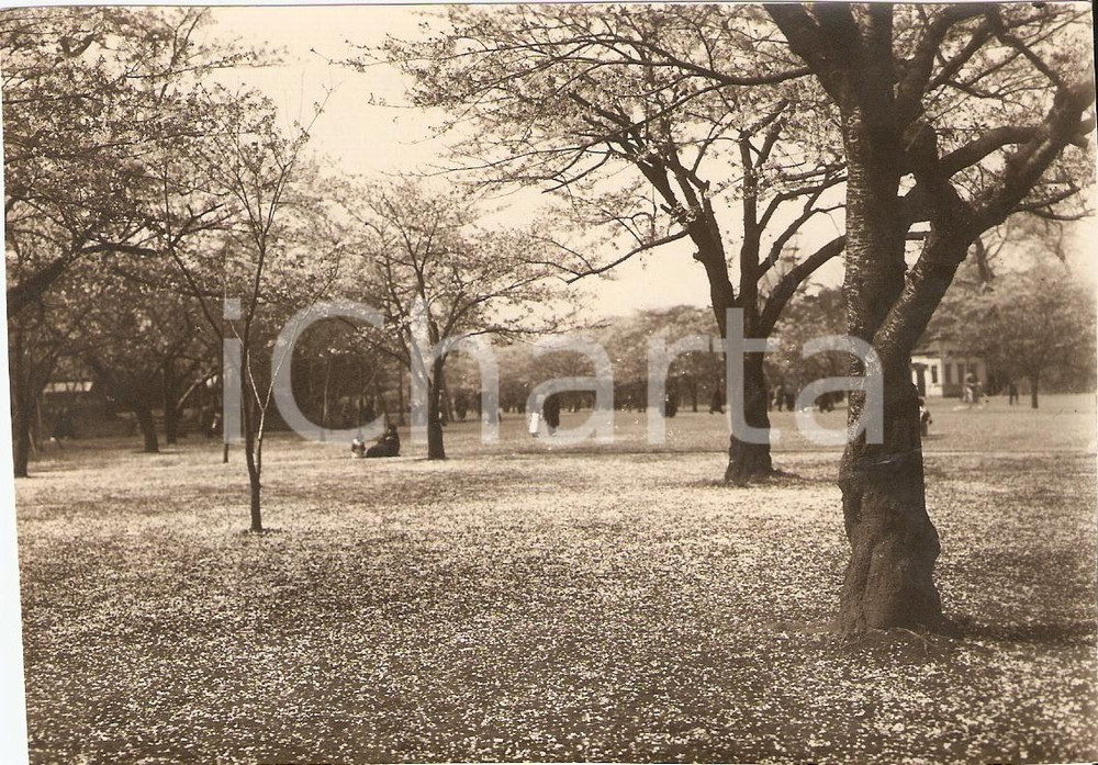 Fotografia d'epoca originale 1930 circa TOKYO La foresta di fiori bianchi ANIMATA 1