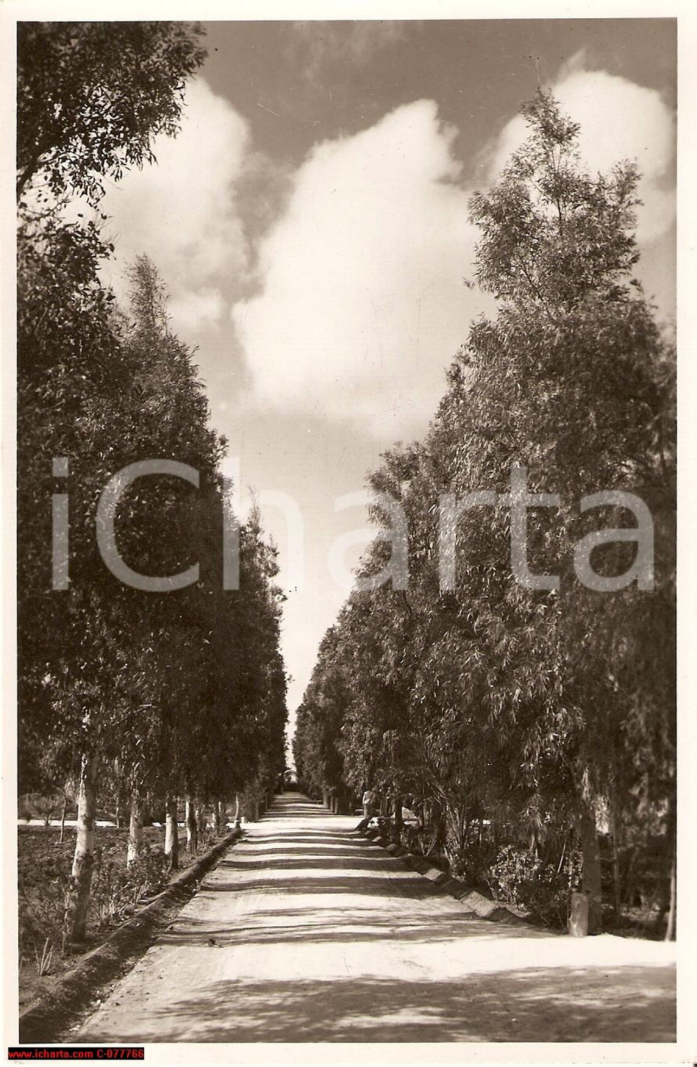 Fotografia d epoca originale 1930 ca BENGASI LIBIA Un viale di eucaliptus Vera fotografia 1
