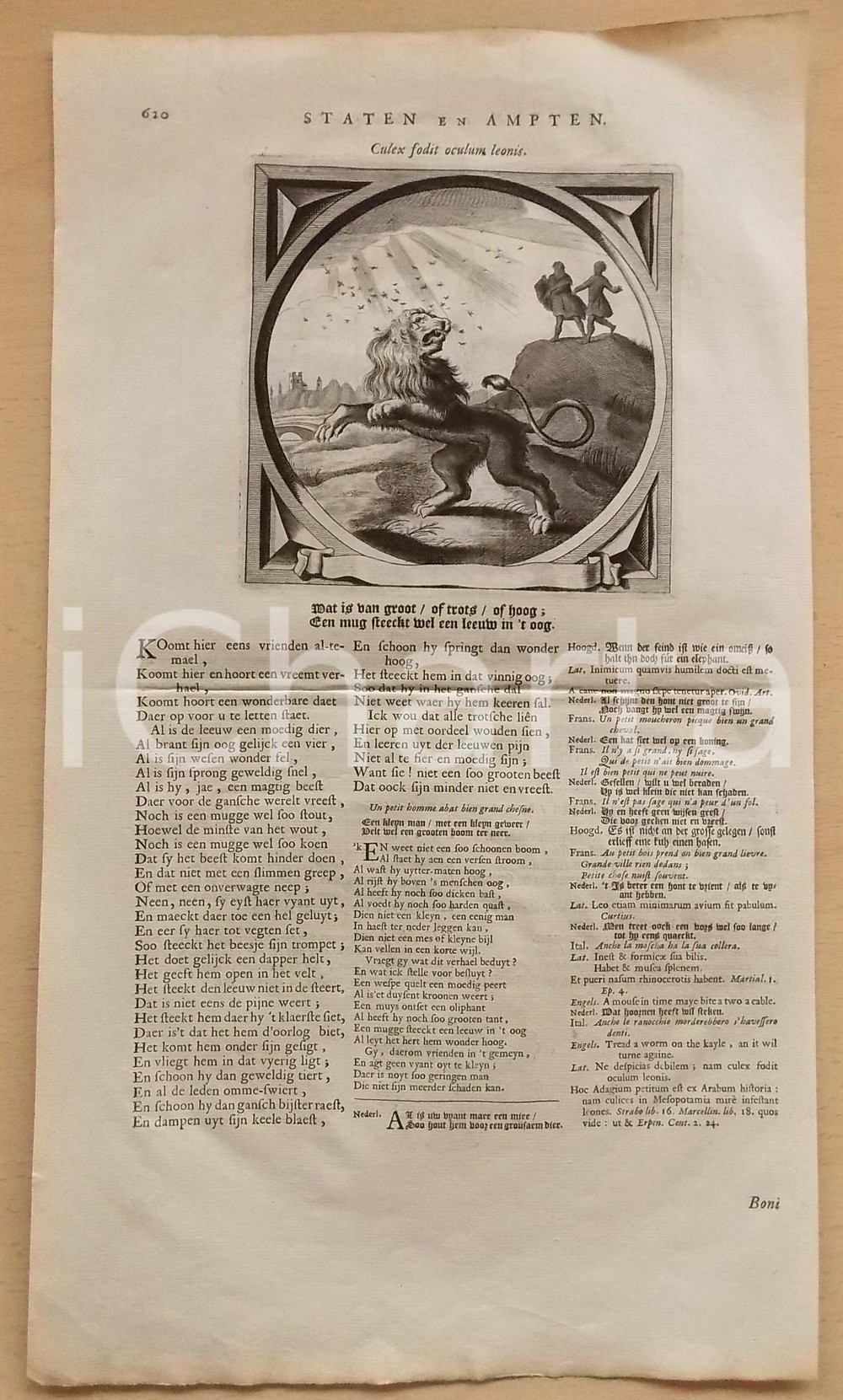 Stampa, bozzetto originale 1726 Jacob CATS Culex fodit oculum leonis  Wer mit katzen jagt  Stampa 40x23 1