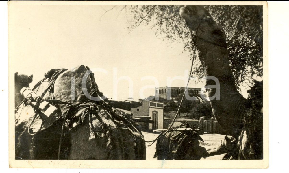 Cartolina originale da collezione 1935 ca AOI DIRE DAUA ETIOPIA Carovana in sosta Cartolina FP NV 1