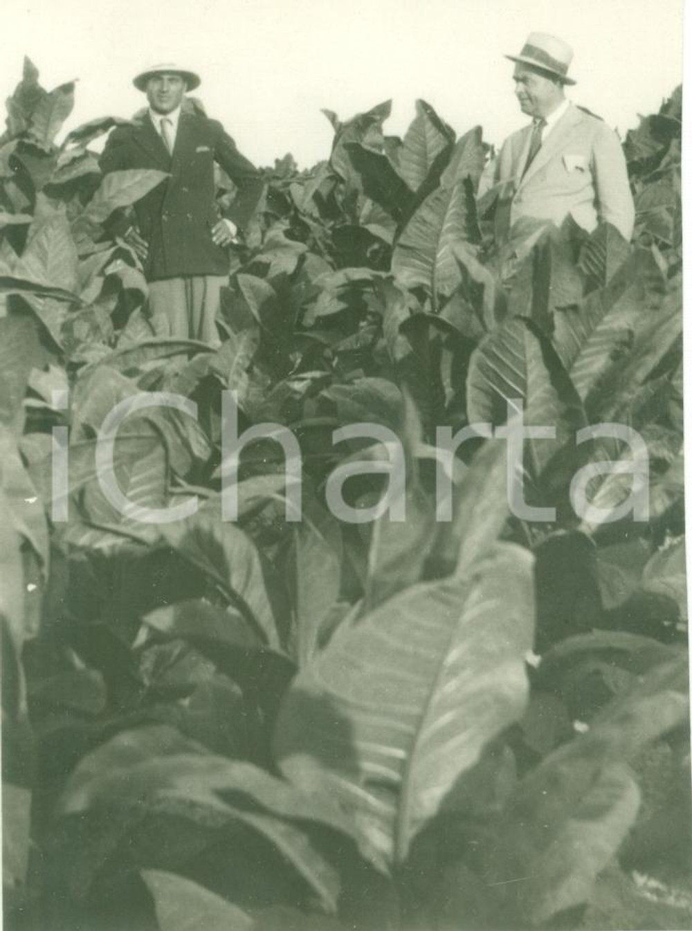 Fotografia d epoca originale 1930 LIBIA Coloni in visita alle piantagioni di TABACCO Fotografia 8 x 11 cm 1