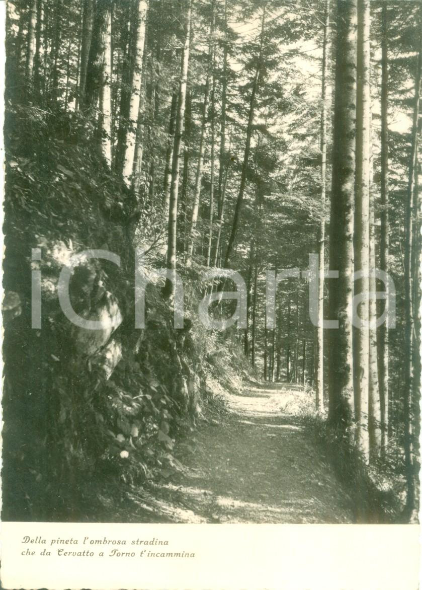 Cartolina originale da collezione 1940 ca CERVATTO VC Stradina nella pineta per FORNO Cartolina FG NV 1