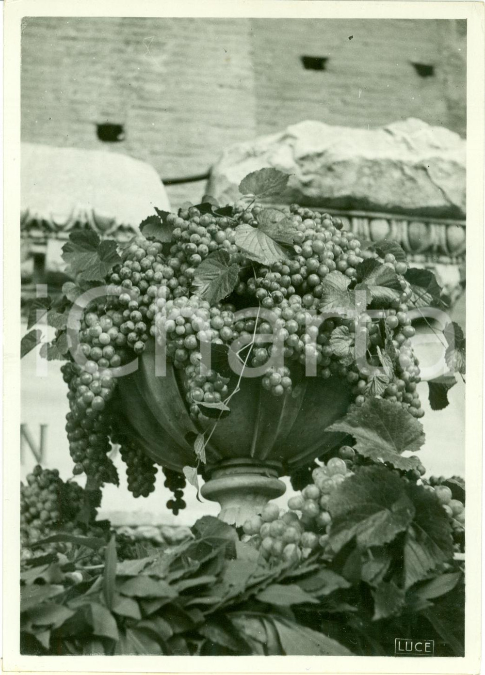 Fotografia d epoca originale 1940 ROMA Giornata dell uva a Basilica di MASSENZIO Fotografia 1