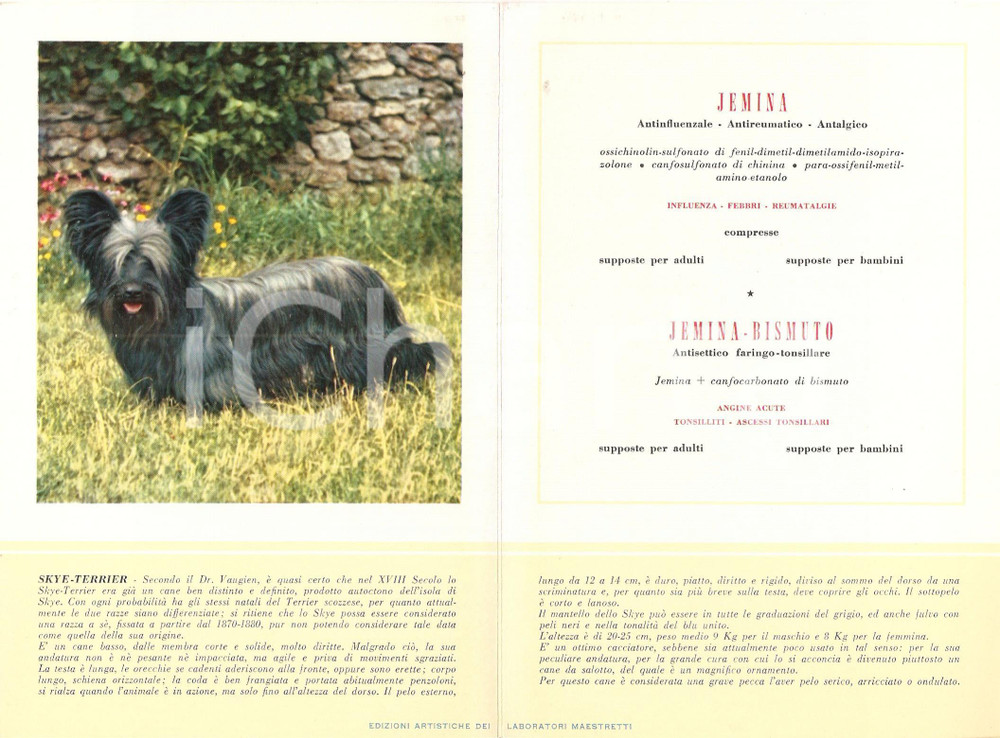 Materiale pubblicitario d’epoca 1956 MILANO Laboratori MAESTRETTI Jemina  Scheda Razza SKYE TERRIER 1