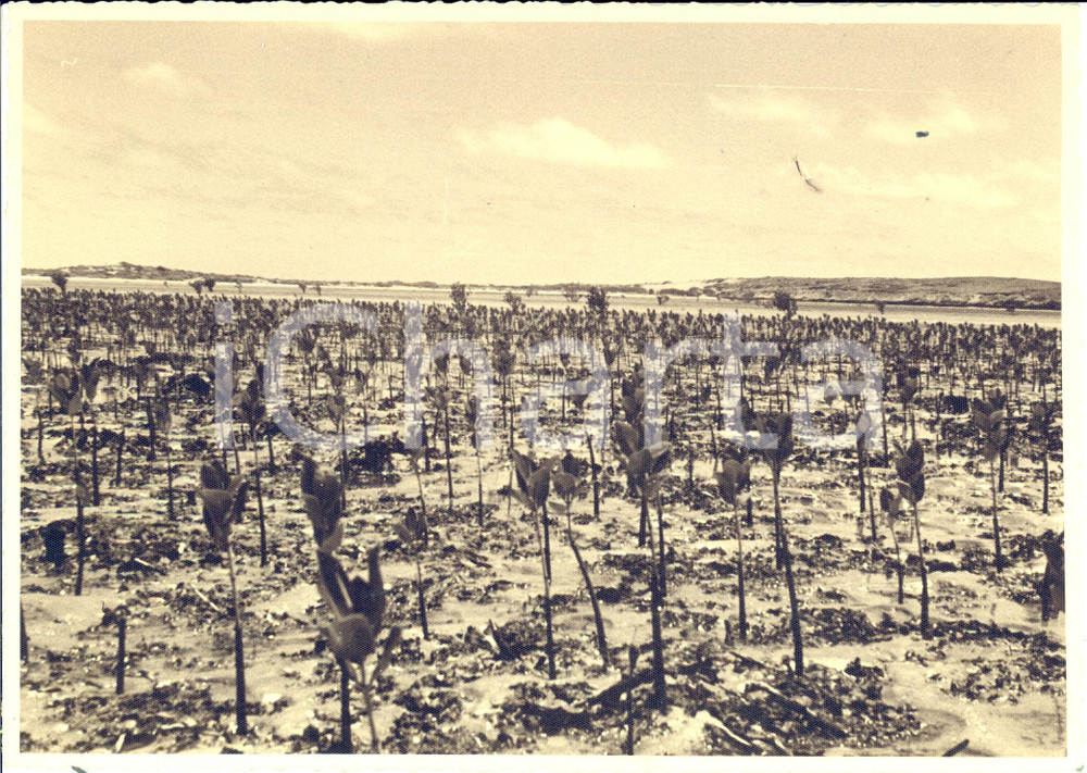 Fotografia d epoca originale 1939 SOMALIA  AOI  Regione OLTREGIUBA  Piantagioni di mangrovia Fotografia 1