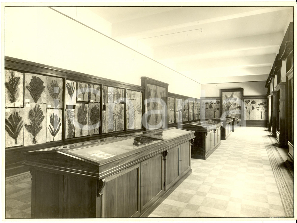 Fotografia d epoca originale 1937 PADOVA Sala piante fossili Istituto GEOLOGIA UniversitÃ  Fotografia 1