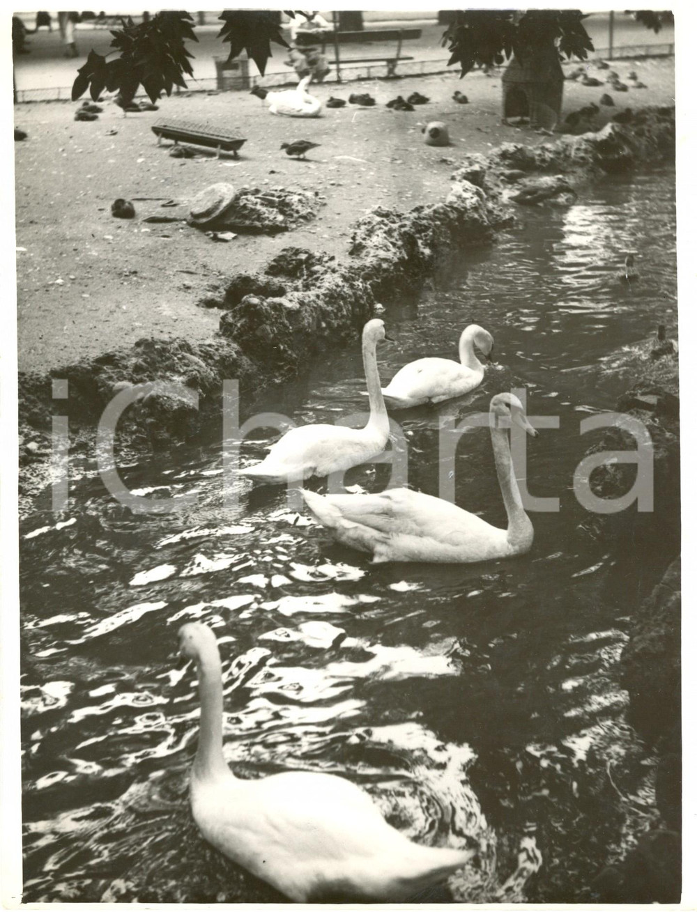 Fotografia d epoca originale 1938 MILANO I cigni del laghetto sentono il caldo estivo Fotografia 1