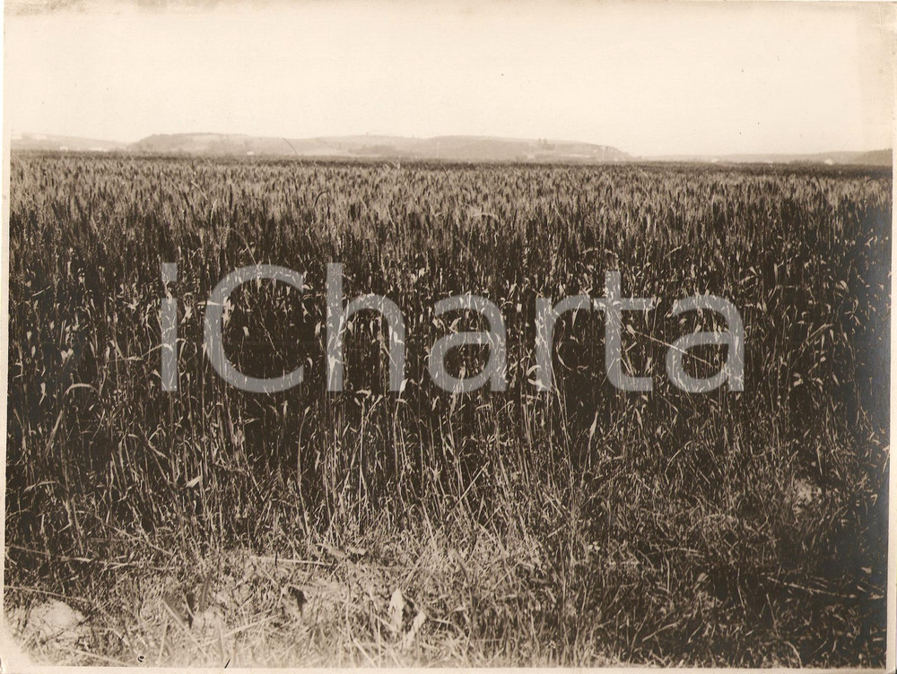 Fotografia d epoca originale 1935 ca VALLE DEL TEVERE Frumento Ardito con vegetalina Fotografia 1