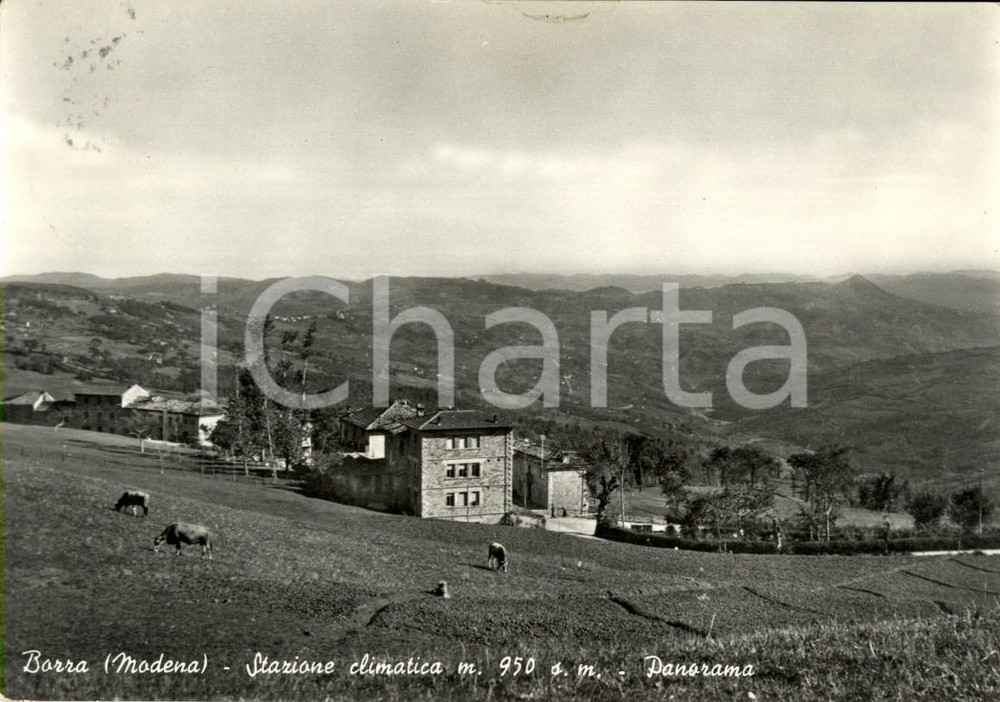 Cartolina originale da collezione 1955 LAMA MOCOGNO (MO) Mucche al pascolo in frazione BARRA *Cartolina FG VG 1