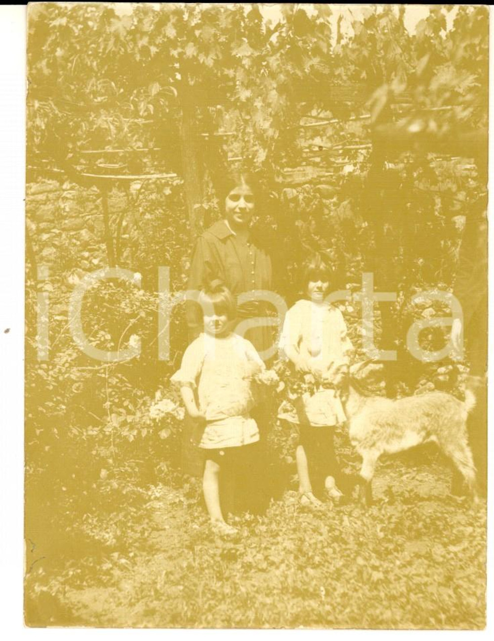 Fotografia d epoca originale 1919 BORGO A MOZZANO LU Madre con le figlie e una capretta Foto VINTAGE 9x13 1