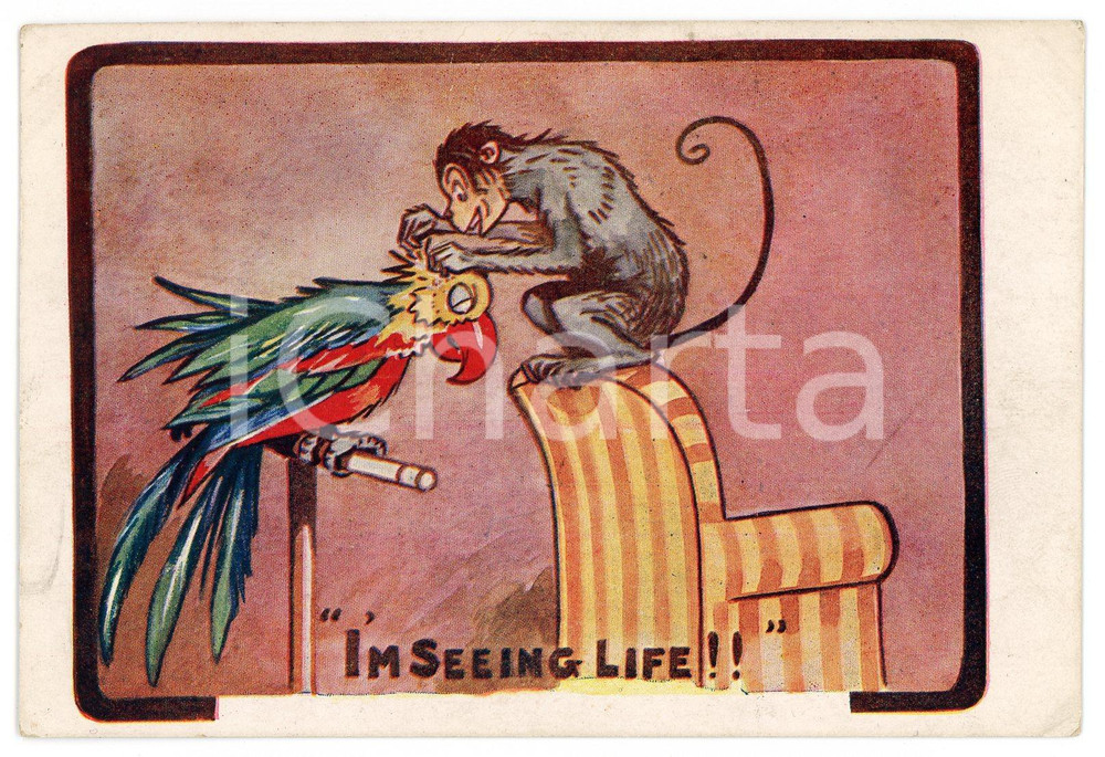 1920 HUMOUR ANIMALS "I'm seeing life" - Monkey and parrot - Postcard KATCHY  Cartolina postale d'epoca, viaggiata.CONDIZIONI: G FORMATO: FP    originale e autentica 1