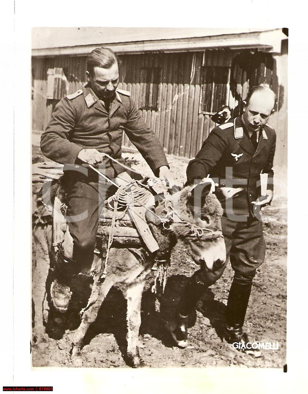 Fotografia d epoca originale 1941 WW2 PILOTI CACCIA giocano con somarello  Photo 1