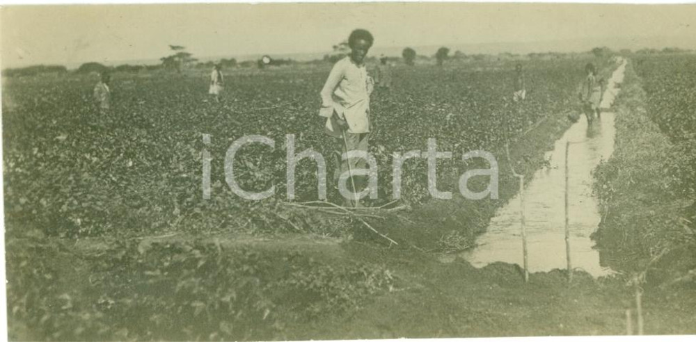 Fotografia d epoca originale 1930 ca SOMALIA Indigeni al lavoro nei campi di cotone irrigazioni FOTOGRAFIA 1
