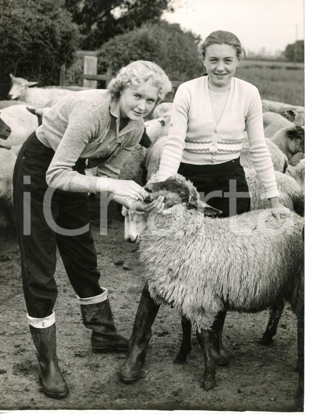 1958 MALTON Ruth and Carol WOOD with their flock of sheep *Photo 15x20 cm