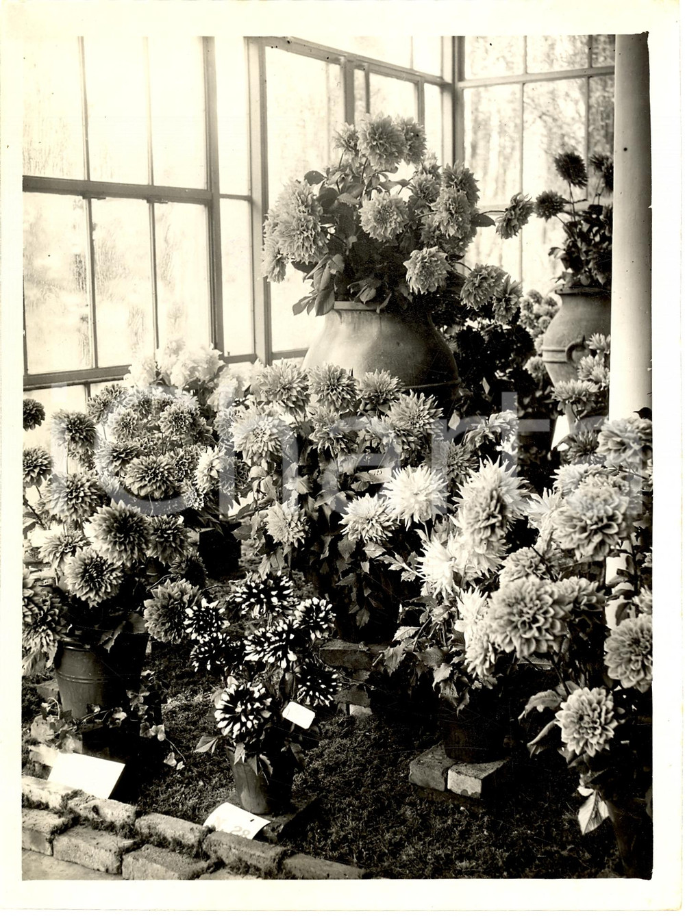 Fotografia d'epoca originale 1937 MILANO Mostra del crisantemo al Parco REAL PHOTO 1