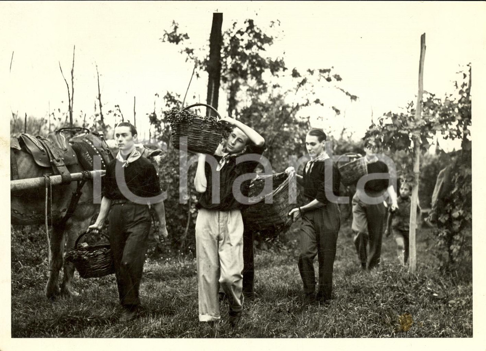 Fotografia d epoca originale 1939 BRONI Universitari sostituiscono soldati vendemmia 1