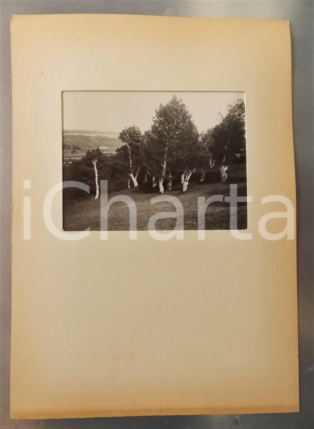 Fotografia d epoca originale 1900 CATTINARA / TRIESTE Veduta con alberi Foto con passepartout 24x34 cm 1