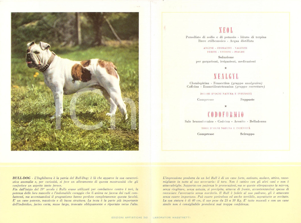 Materiale pubblicitario d’epoca 1956 MILANO Laboratori MAESTRETTI Codoformio Nealgyl Neol - Scheda Razza BULLDOG 1