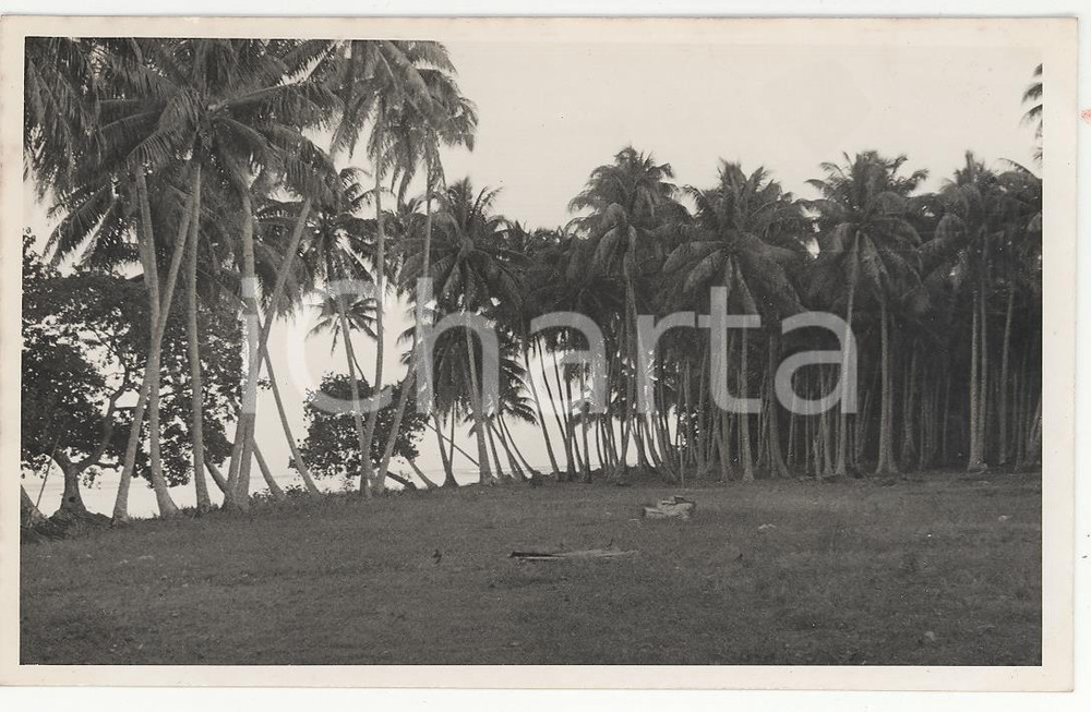 Fotografia d epoca originale 1937 HUAHINE Polinesia TAHITI Le palme REAL PHOTO cm 13,5 x 8,5 1