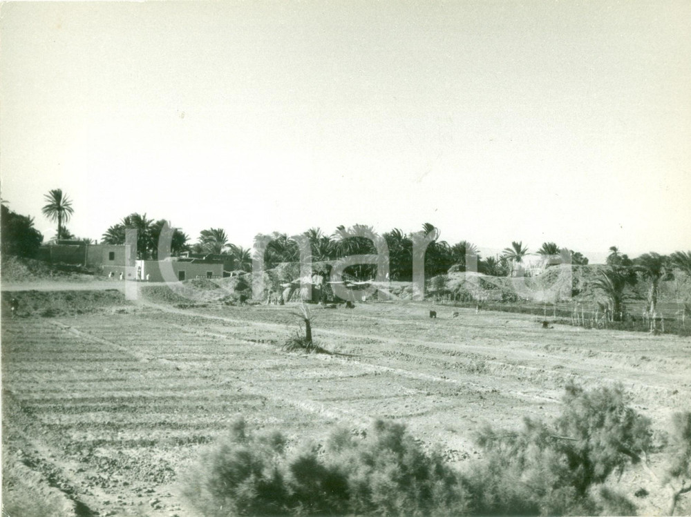 Fotografia d epoca originale 1950 ca IL CAIRO EGITTO Coltivazioni intensive in un oasi Fotografia 1