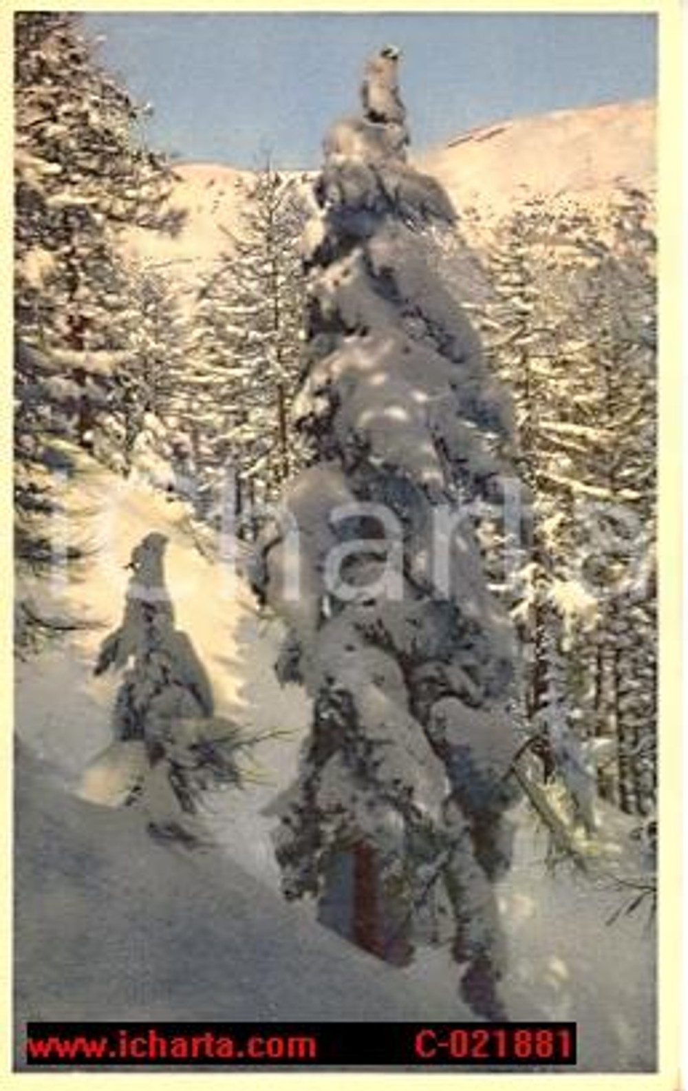 Cartolina originale da collezione 1930 ca CLAVIERE (TO) VAL DI SUSA Alberi innevati Albergo SAVOIA Cartolina FP NV 1