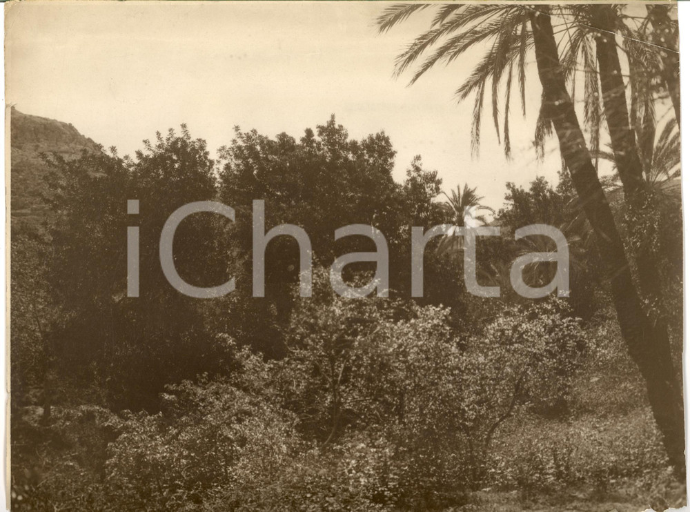 Fotografia d epoca originale 1930 ca LIBIA Montagna verde del GEBEL Foto DANNEGGIATA 1