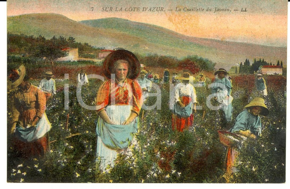 Cartolina originale da collezione 1910 COSTUMES COTE D'AZUR La cueillette du jasmin *Vintage postcard FP NV 1