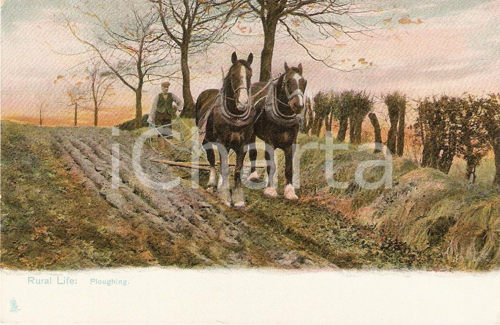Cartolina originale da collezione 1910 UNITED KINGDOM  RURAL LIFE Ploughing VINTAGE Postcard FP NV 1