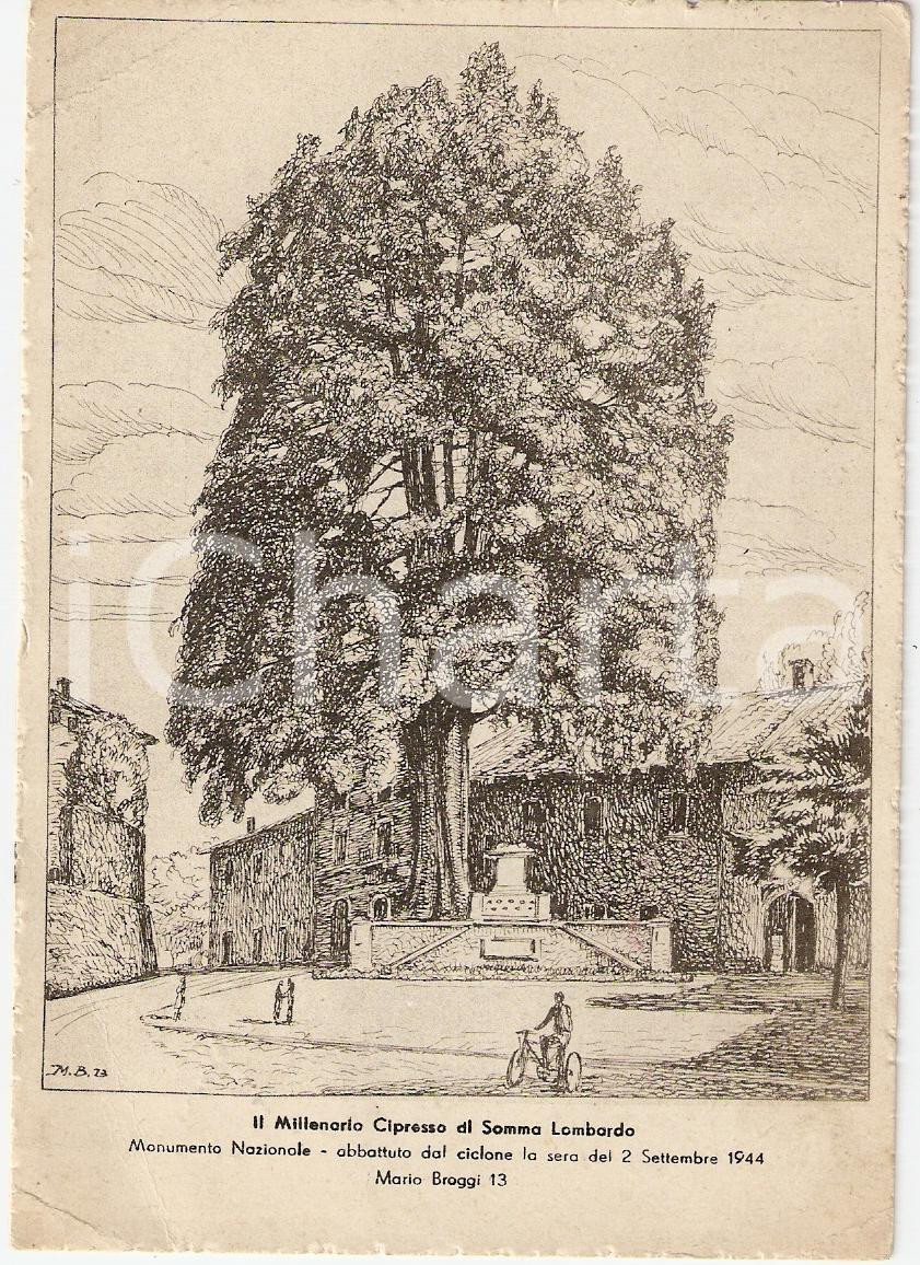 Cartolina originale da collezione 1946 SOMMA LOMBARDO VA CIPRESSO MILLENARIO Mario Broggi CARTOLINA FG VG 1