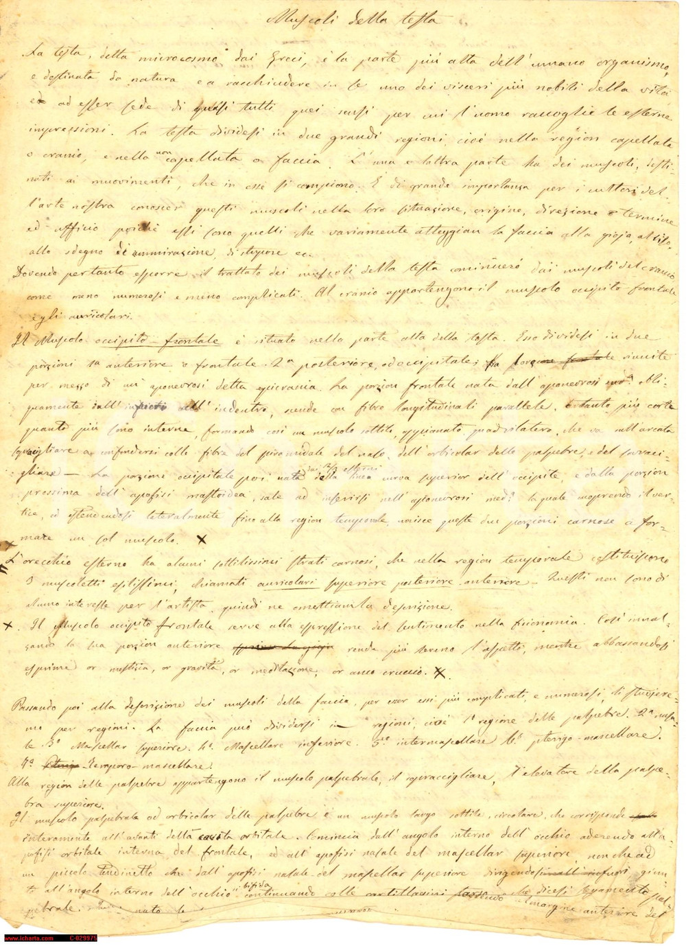 Autografo originale 1861 FAENZA Appunti di anatomia dello scultore Luigi BENINI  Autografo 1