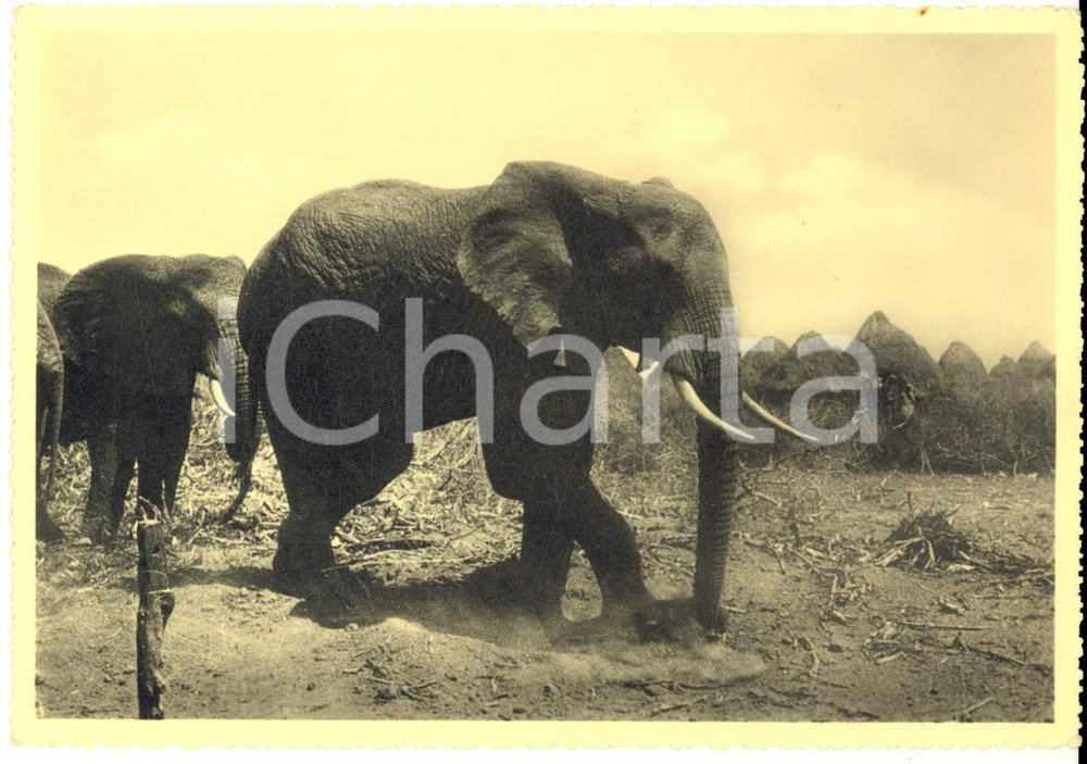 Cartolina originale da collezione 1936 HARAR ETIOPIA Elefanti passano tra le capanne di un villaggio Cartolina 1