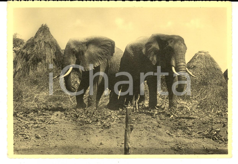 Cartolina originale da collezione 1936 AOI HARAR ETIOPIA Elefanti tra le capanne di un villaggio Cartolina FG 1