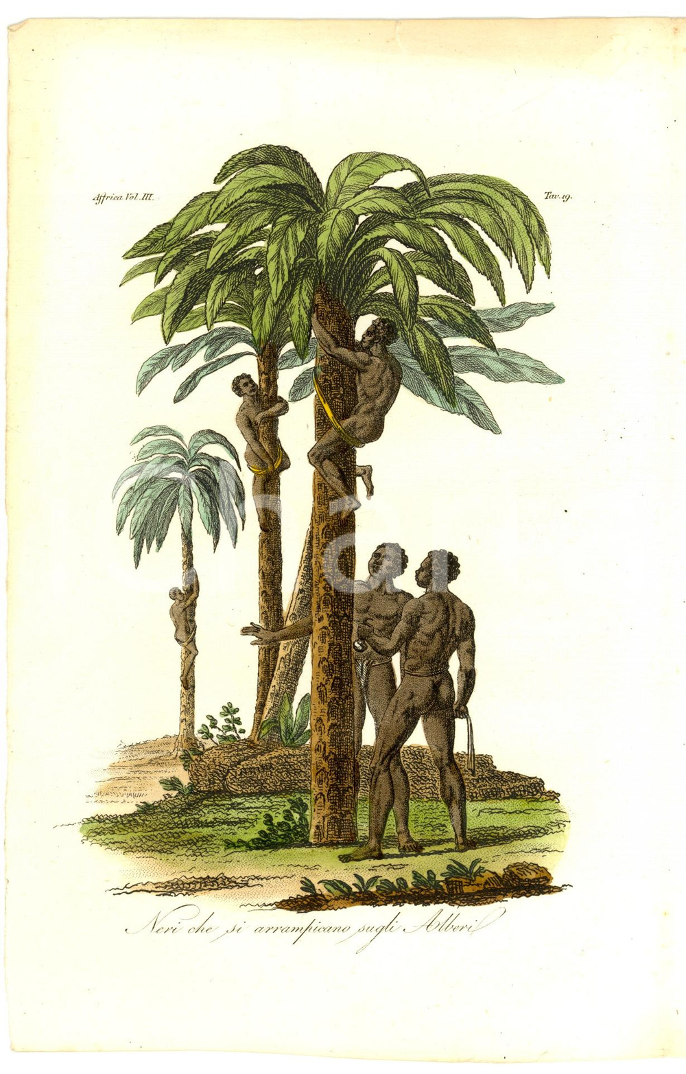 Stampa, bozzetto originale 1830 ANTROPOLOGIA Neri che si arrampicano sugli alberi 1