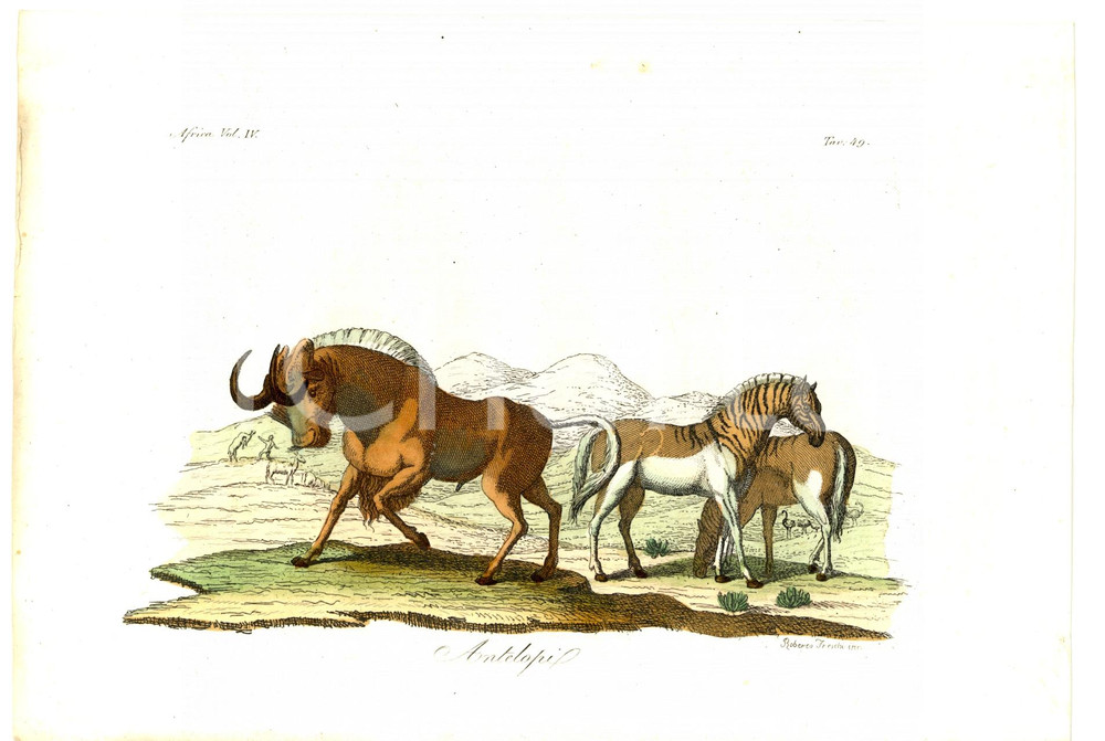Stampa, bozzetto originale 1825 AFRICA Antilopi Inc. Roberto FRESCHI Col. a mano 1