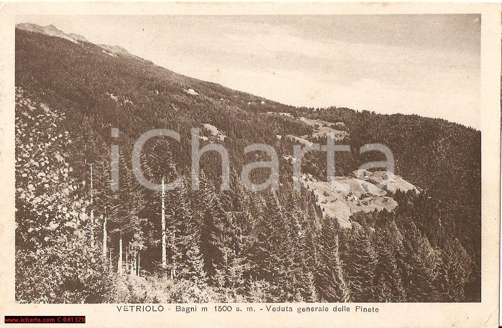 Cartolina originale da collezione 1929 LEVICO TERME (TN) Veduta delle pinete di VETRIOLO 1