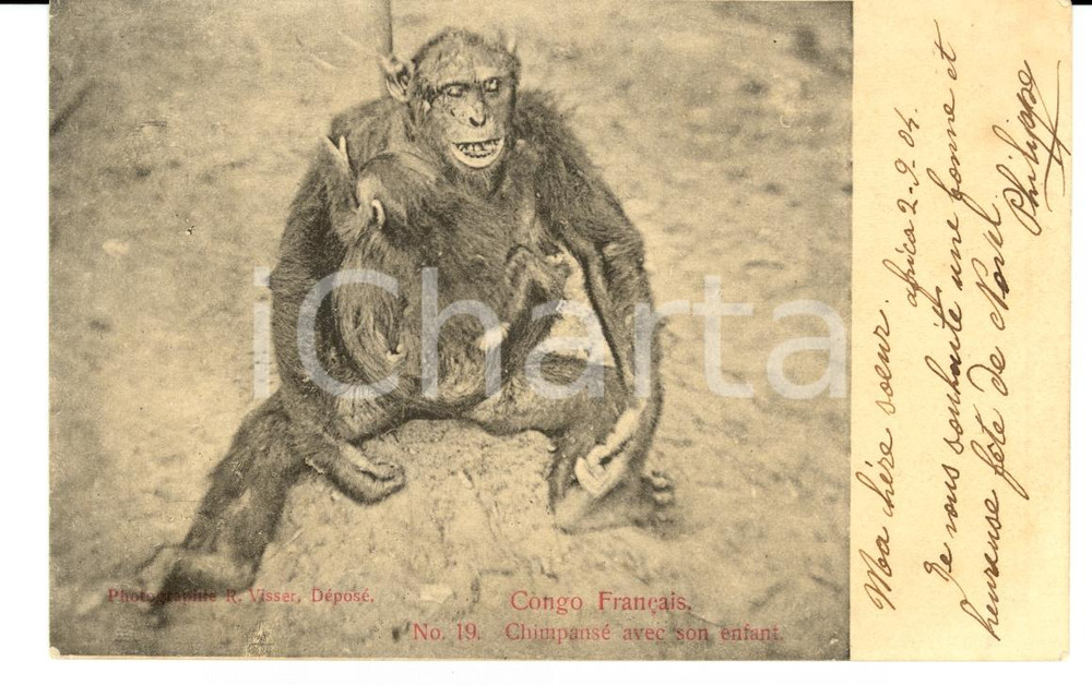 Cartolina originale da collezione 1904 CONGO FRANCAIS ChimpansÃ© avec son enfant Cartolina FP VG 1
