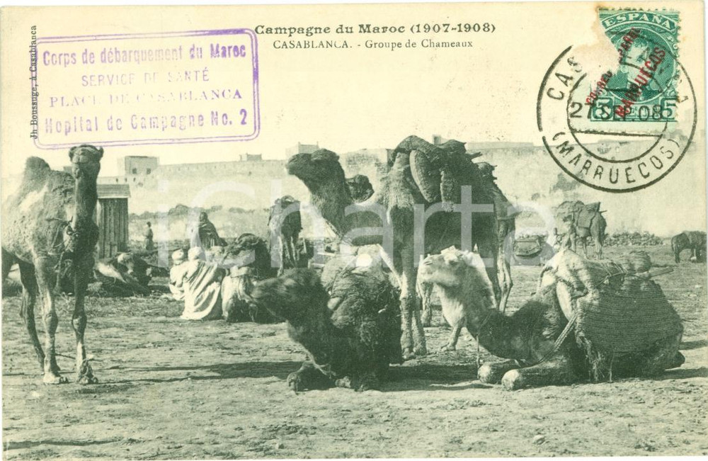 Cartolina originale da collezione 1908 CASABLANCA (MAROCCO) Gruppo di cammelli HOPITAL DE CAMPAGNE NO. 2 Cartolina 1