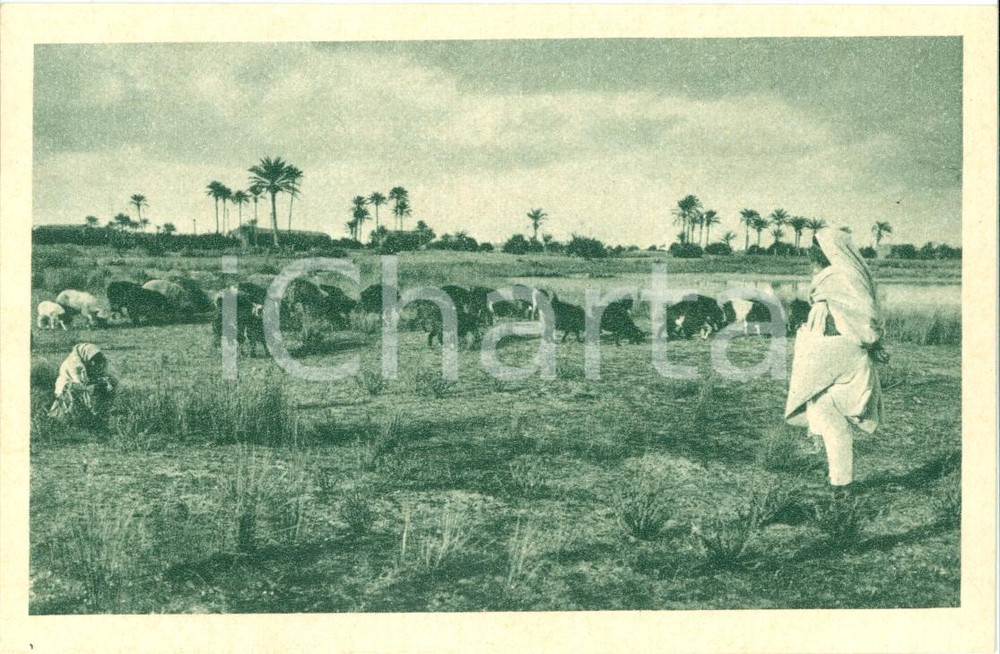 Cartolina originale da collezione 1935 ca BENGASI (LIBIA) Pastori con greggi al Sud Ente DOPOLAVORO *Cartolina FP 1