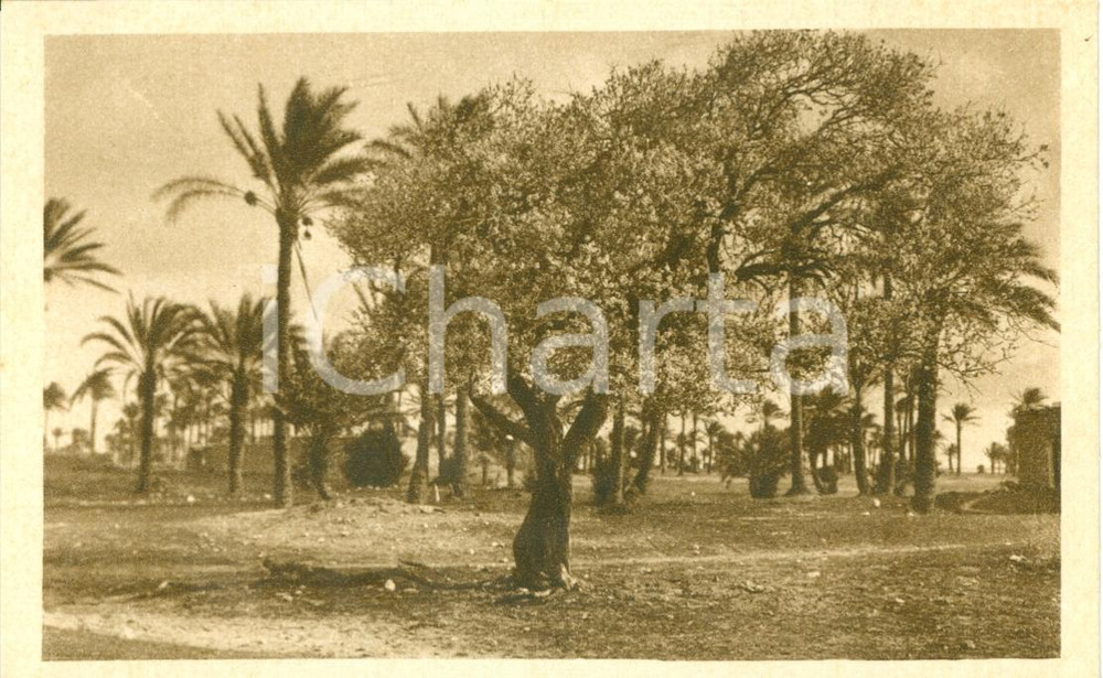 Cartolina originale da collezione 1935 ca CIRENAICA (LIBIA) Mandorlo in fiore nell'oasi *Cartolina FP NV 1