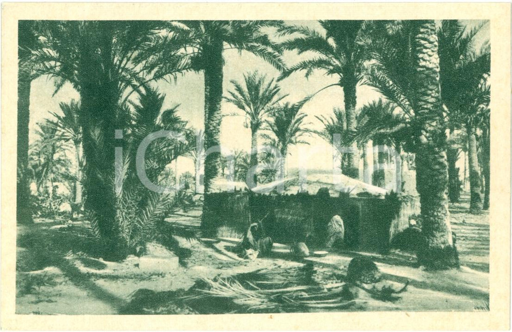 Cartolina originale da collezione 1935 ca CIRENAICA Tenda araba nell'oasi Ente DOPOLAVORO Cartolina FP NV 1