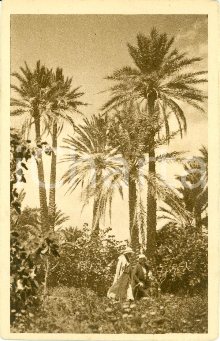 Cartolina originale da collezione 1930 ca BOU SAADA (ALGERIA) Parco Hotel DU CAID *Cartolina FP NV 1
