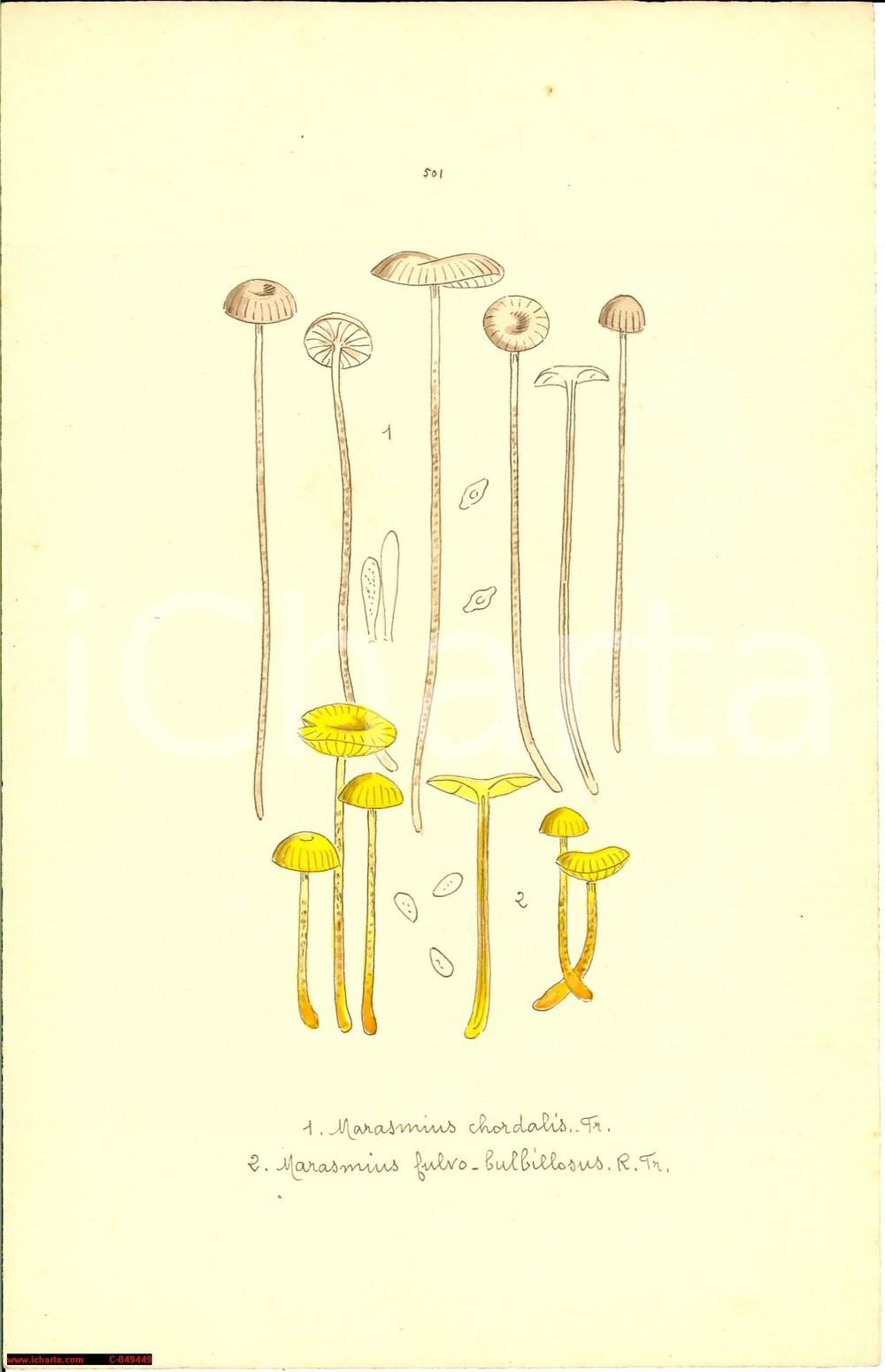 Stampa, bozzetto originale 1890 ca Stampa botanica Marasmus chordalis ACQUERELLATA 1